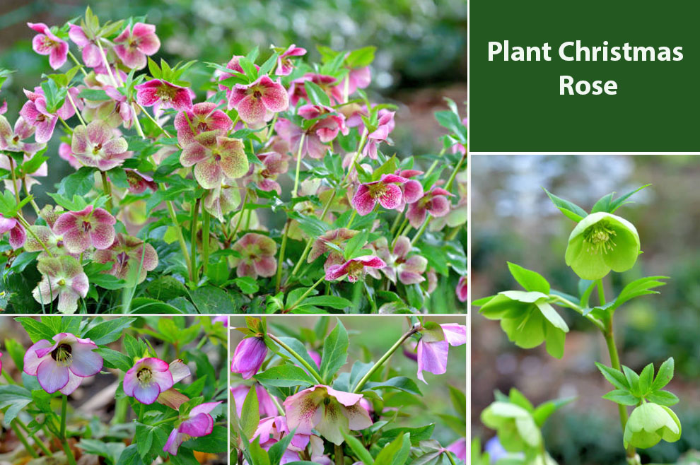 Plant Christmas Rose