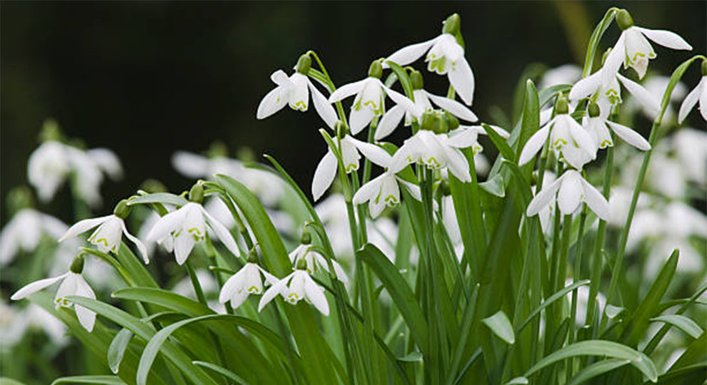 Plant Snowdrops