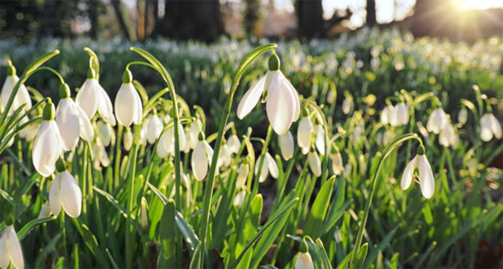 Plant Snowdrops Outdoors