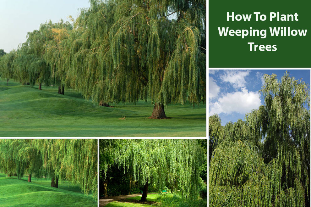 How to Plant Weeping Willow 