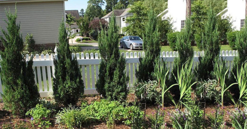 Popular Fast-Growing Juniper Tree Varieties