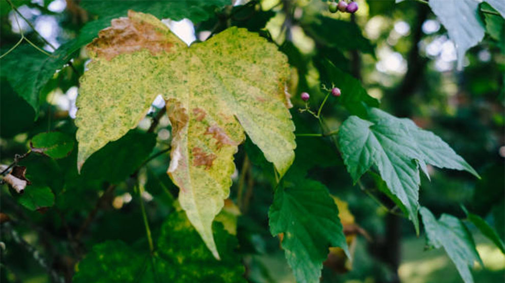 Powdery mildew on Crepe Myrtle