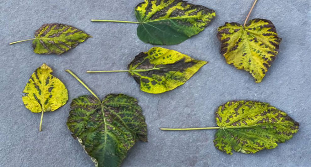 Preventing Cercospora Leaf Spots