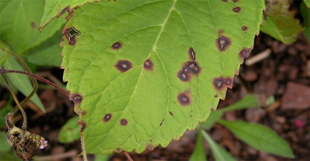 Preventing Cercospora Leaf Spots