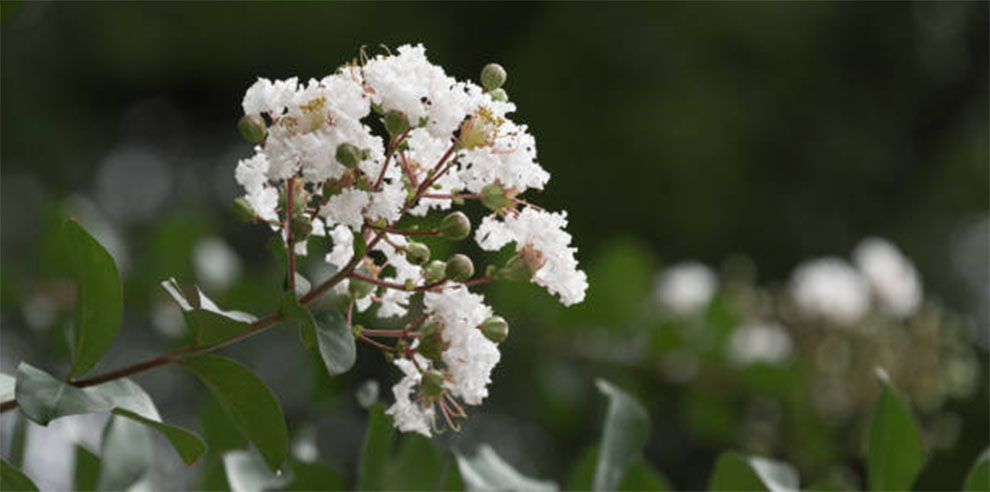 Preventing Powdery Mildew on Crepe Myrtle