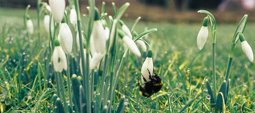 Problems Your Snowdrop Flower May Face