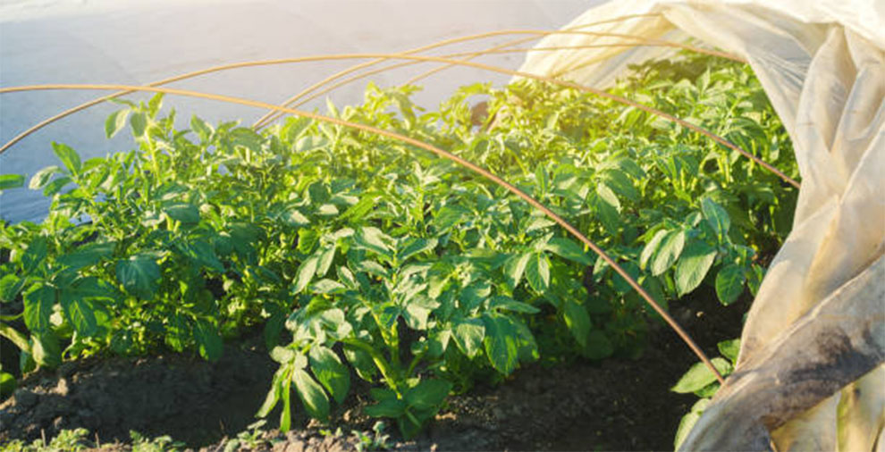 Protect Your Winter Crops