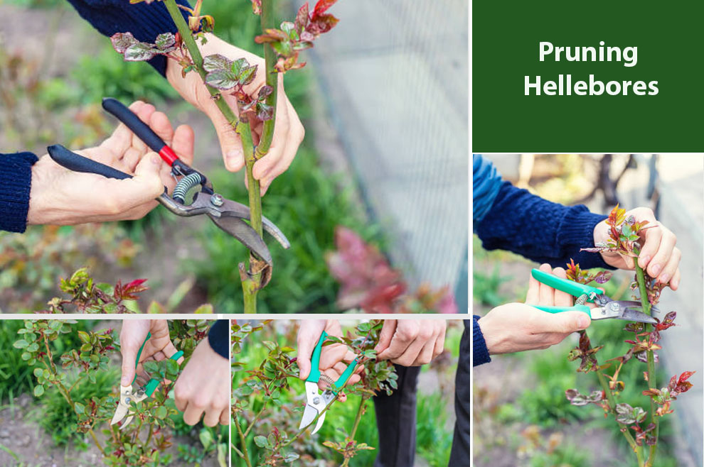 Pruning Hellebores