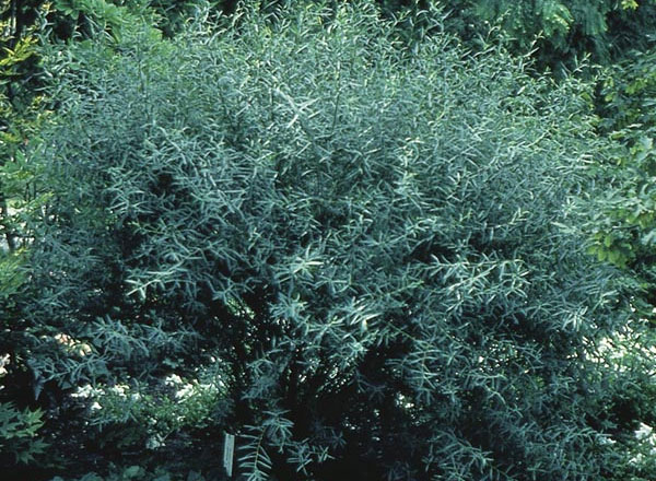 Purple Osier Willow