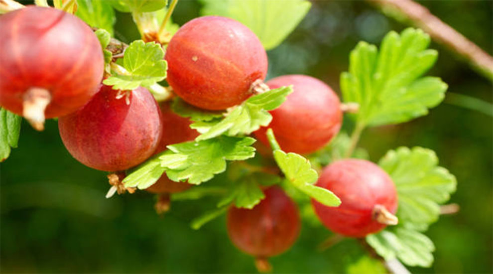 Red Gooseberry Bush