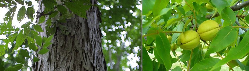 Shellbark Hickory Tree