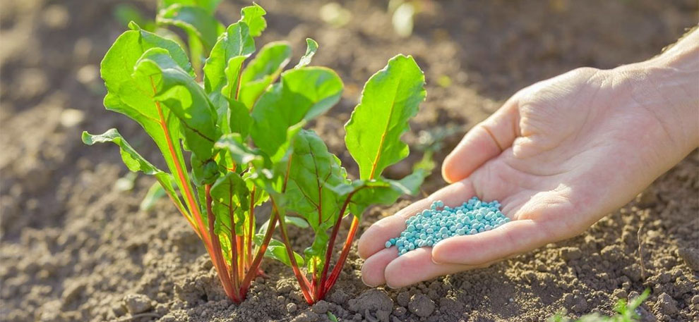 Should You Fertilize The Beets