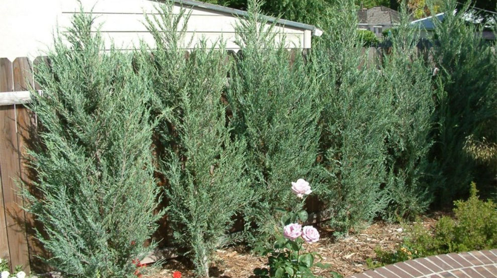 Skyrocket Juniper