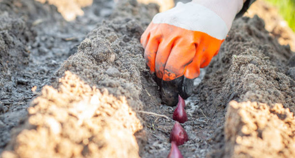 Soak Beetroot Seeds Before Planting