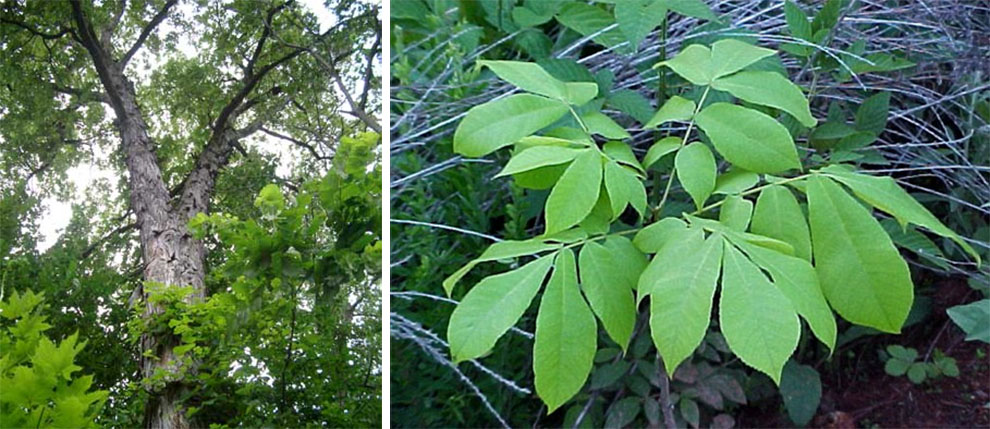 Southern Shagbark Hickory Tree