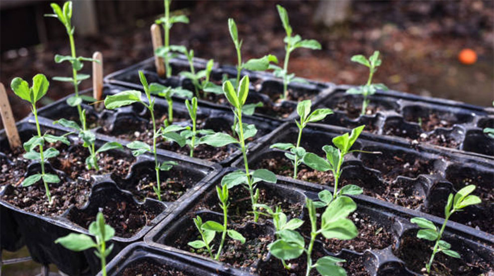 Take Beets To Germinate