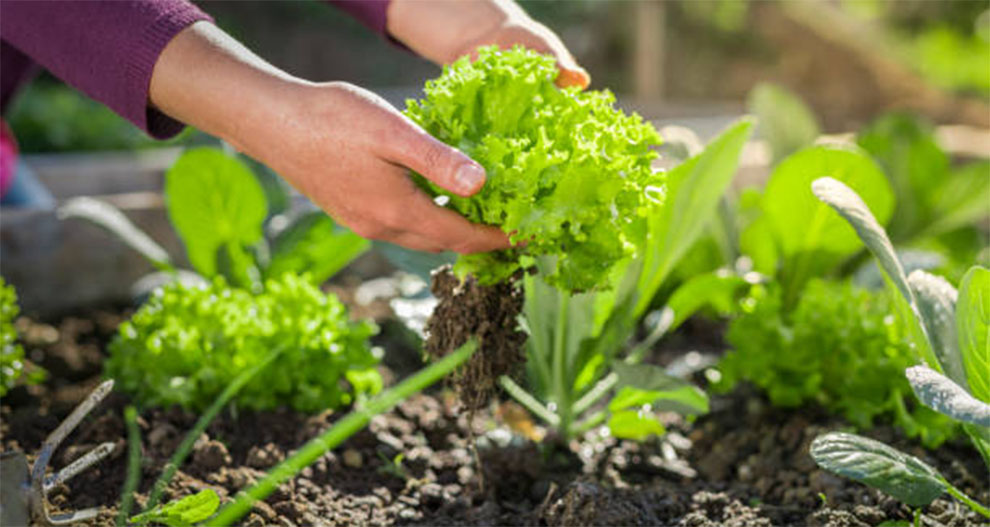 Take Broccoli to Mature