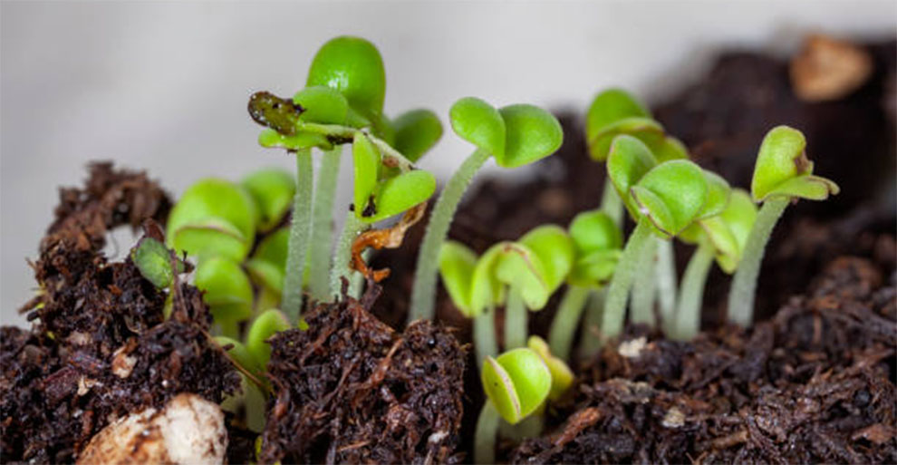 Broccoli Seeds to Germinate