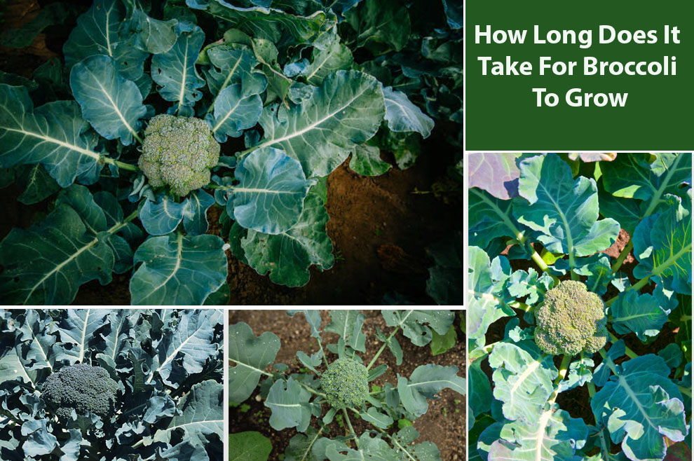 Take For Broccoli To Grow?
