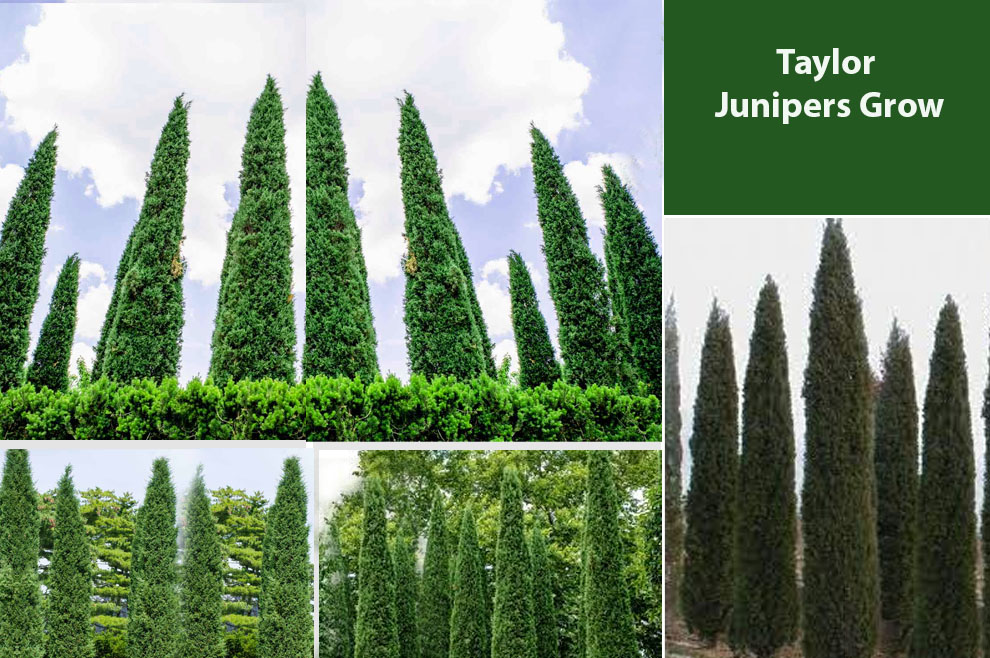 Taylor Juniper Growth Rate