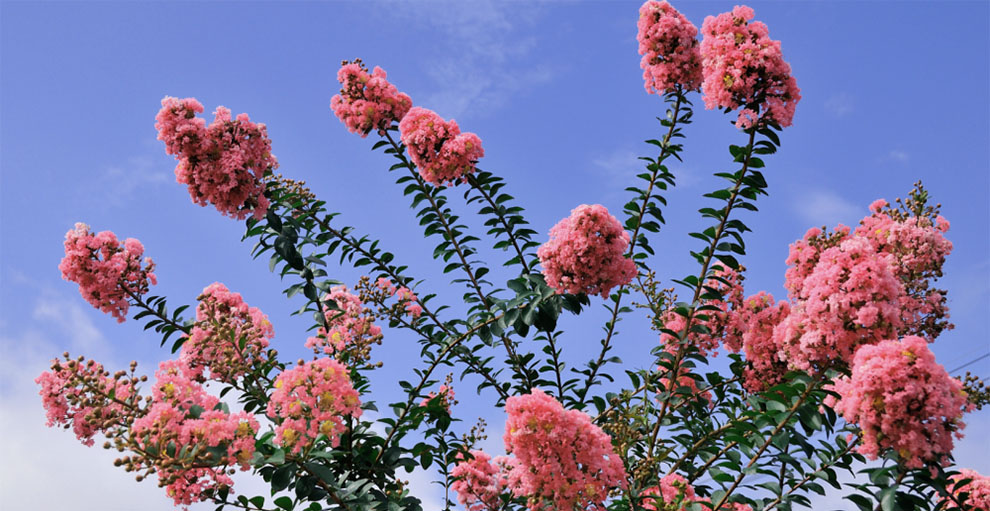 The Blooming Season for Crepe Myrtle