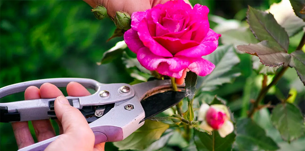 Tools Needed for Lenten Rose Pruning