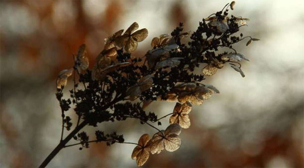 Treat Black Fungus On Crepe Myrtles