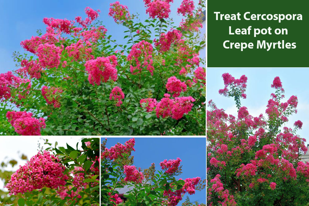 Treat Cercospora Leaf Spot on Crepe Myrtles