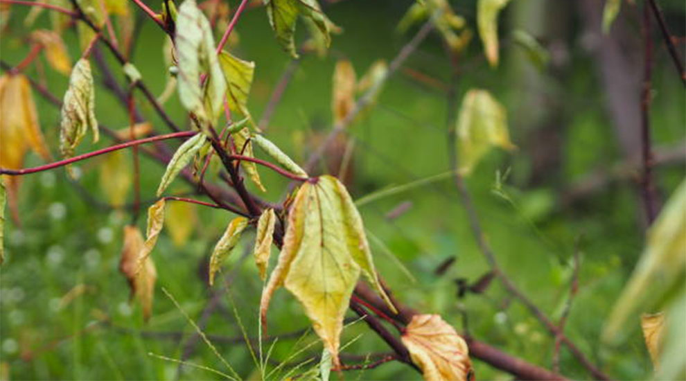 Crepe Myrtle Blight