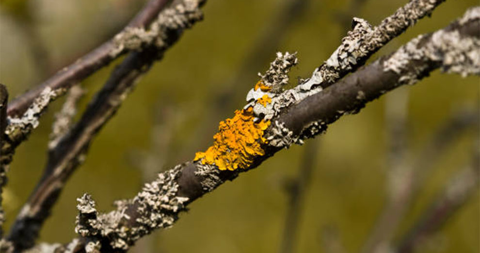 Treat Crepe Myrtle Fungus