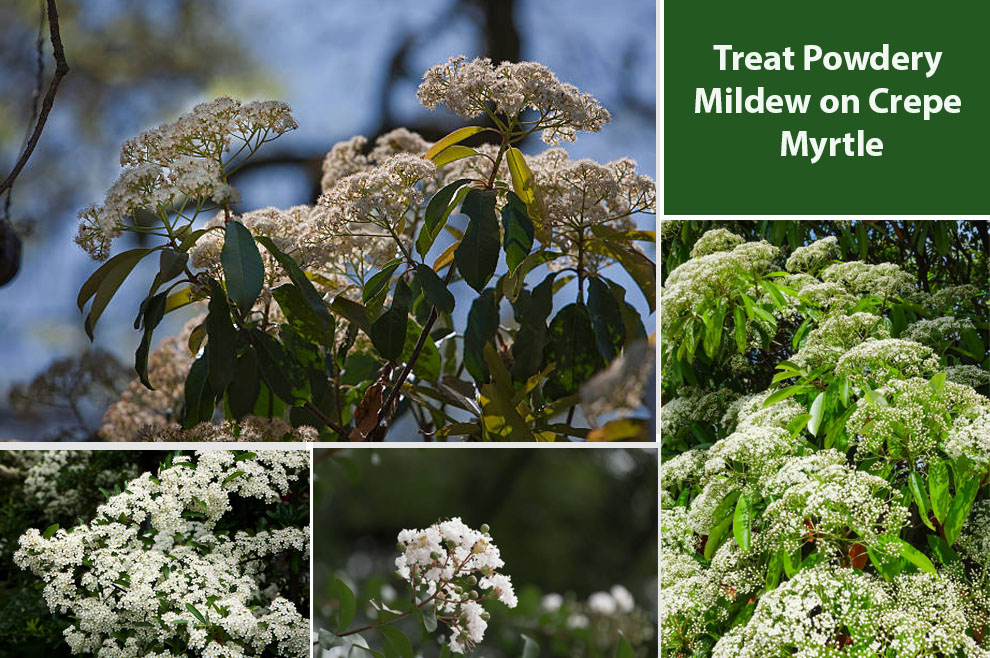 Treat Powdery Mildew on Crepe Myrtle