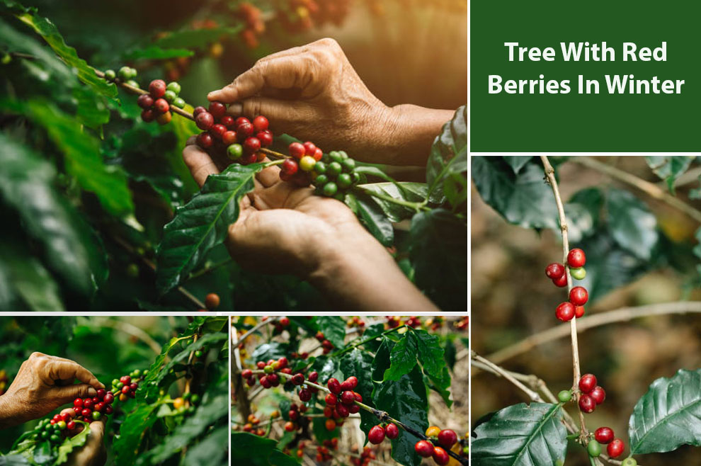 Tree With Red Berries In Winter