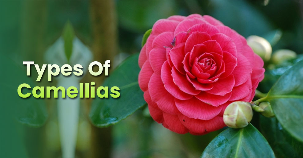 Types of Camellias