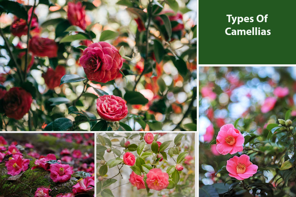 Types Of Camellias