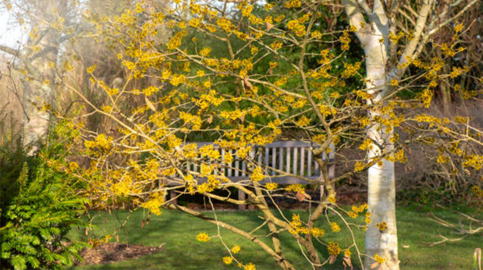 Common Witch Hazel