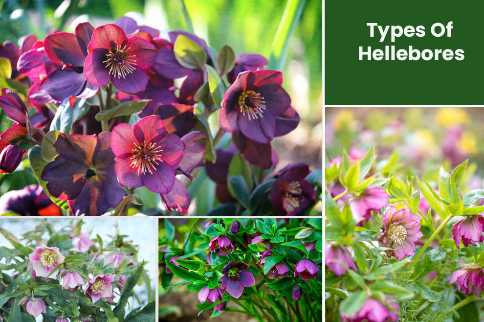 Types of hellebores