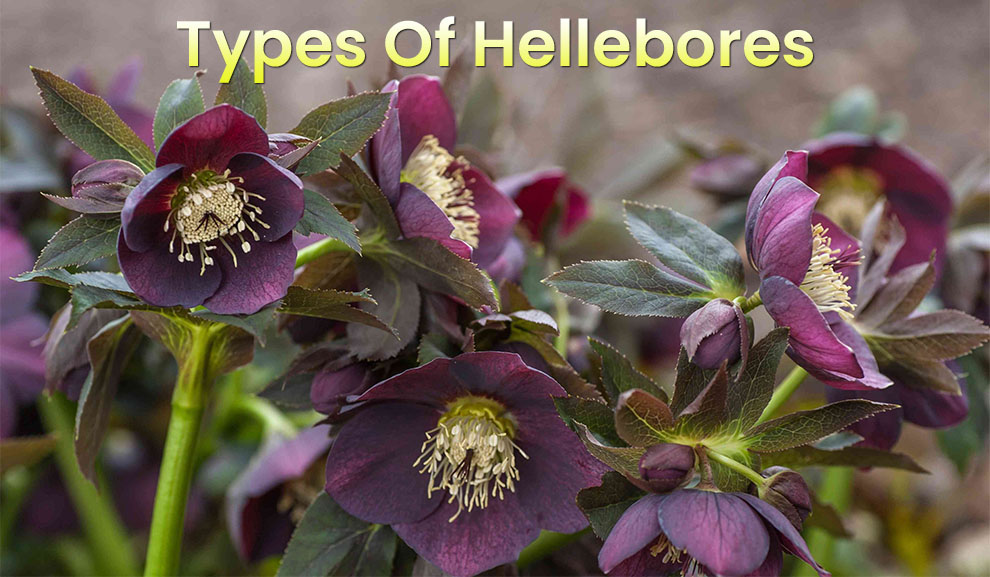 Types of hellebores