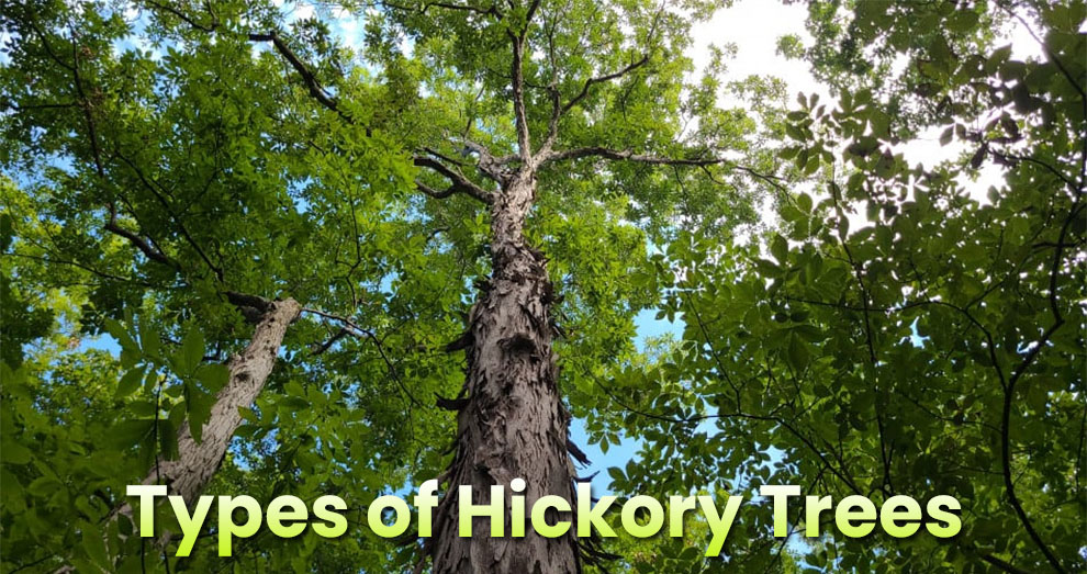Types of hickory trees