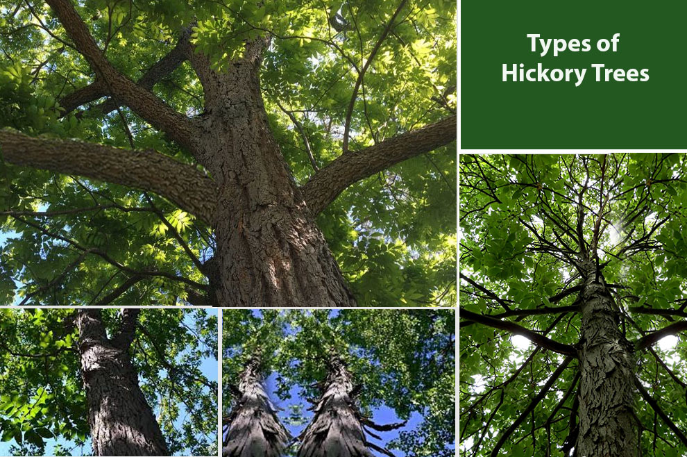 Types of Hickory Trees