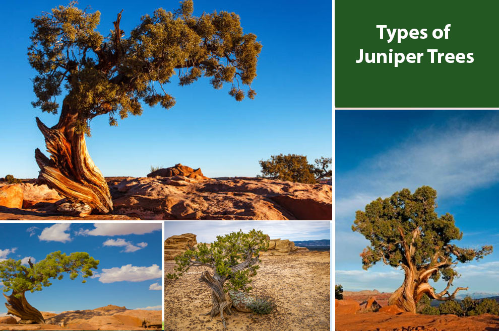 Types of Juniper Trees
