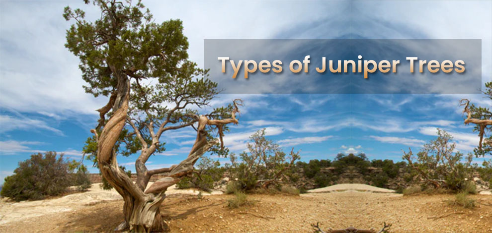 Types of Juniper Trees