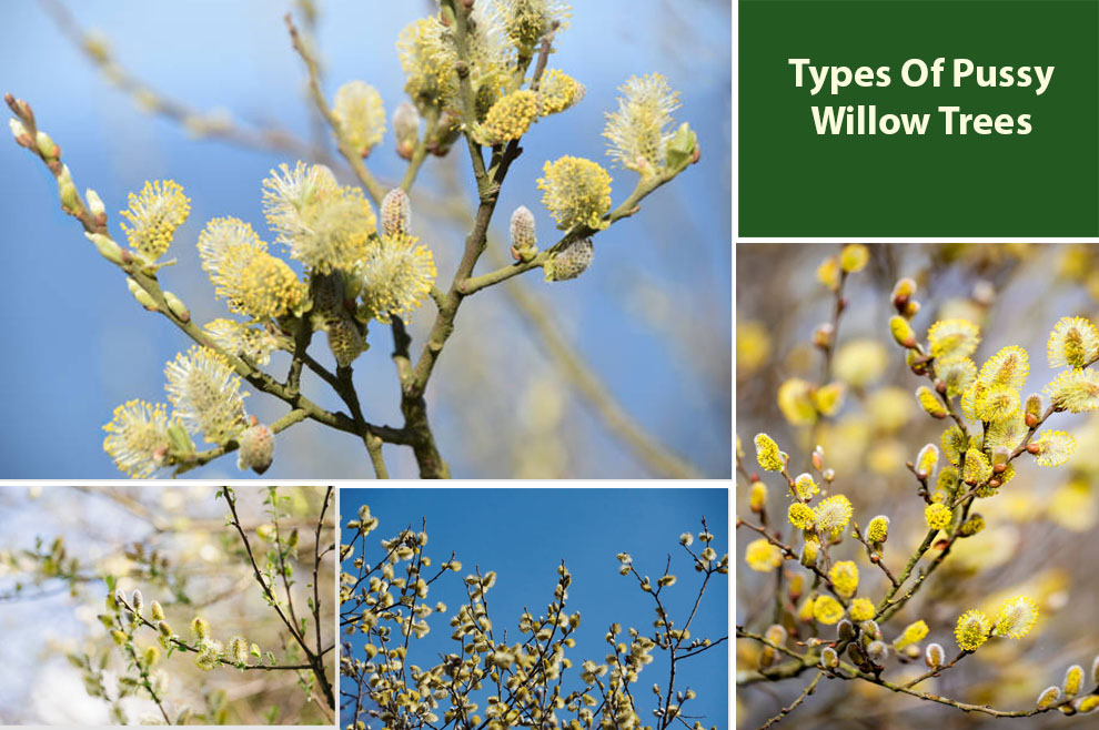 Types Of Pussy Willow Trees