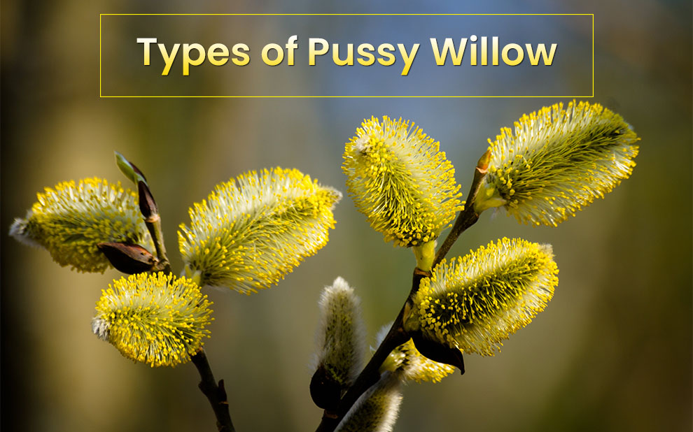  Types of Pussy Willow