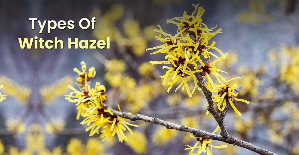 Types of Witch Hazel