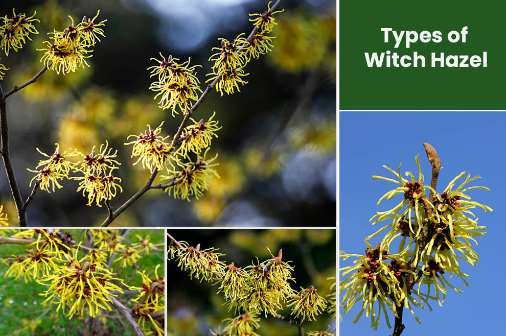 Types of Witch Hazel