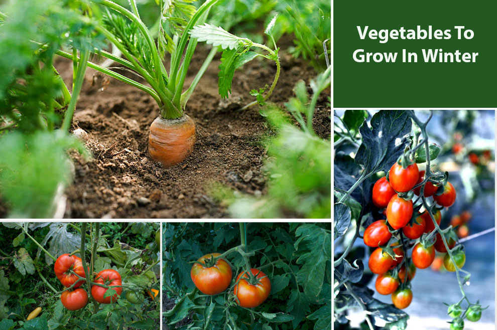  Vegetables To Grow In Winter