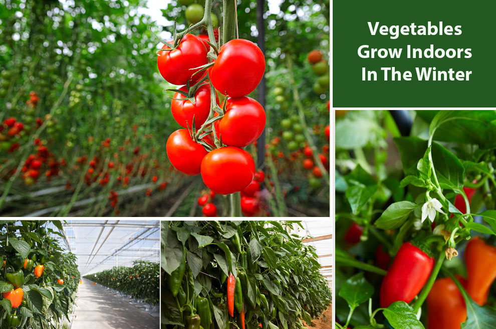 Vegetables Grow Indoors In the Winter