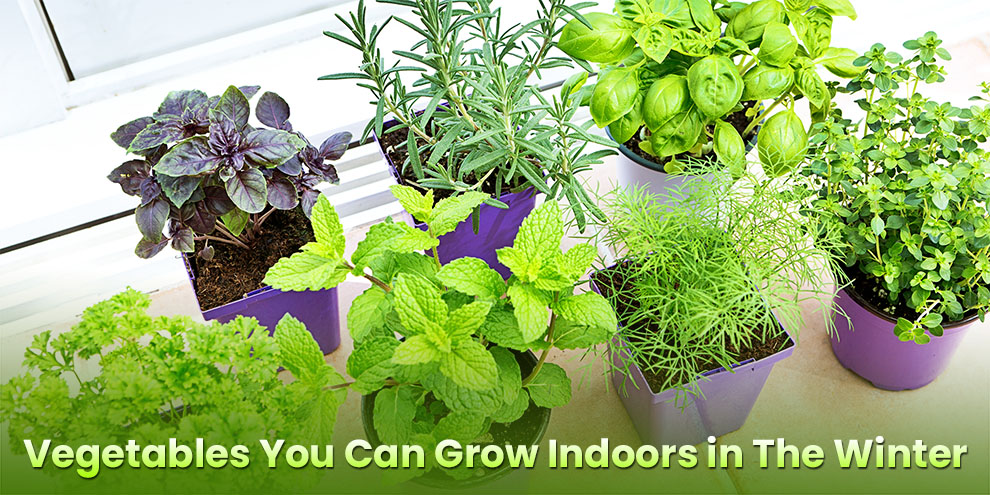 Vegetables You Can Grow Indoors in The Winter