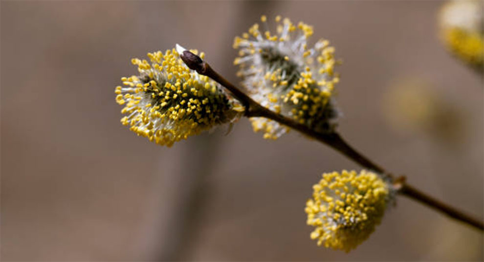 Vernal Witch Hazel