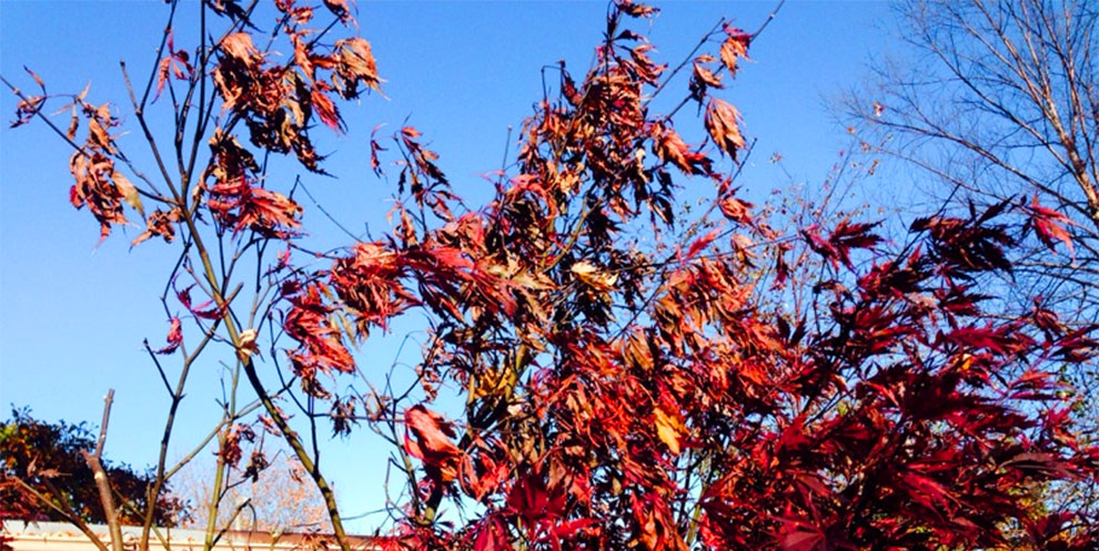 Warning Signs of Winter Damage In Japanese Maples